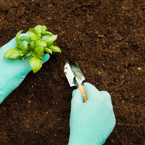 top-view-hands-manipulating-plant